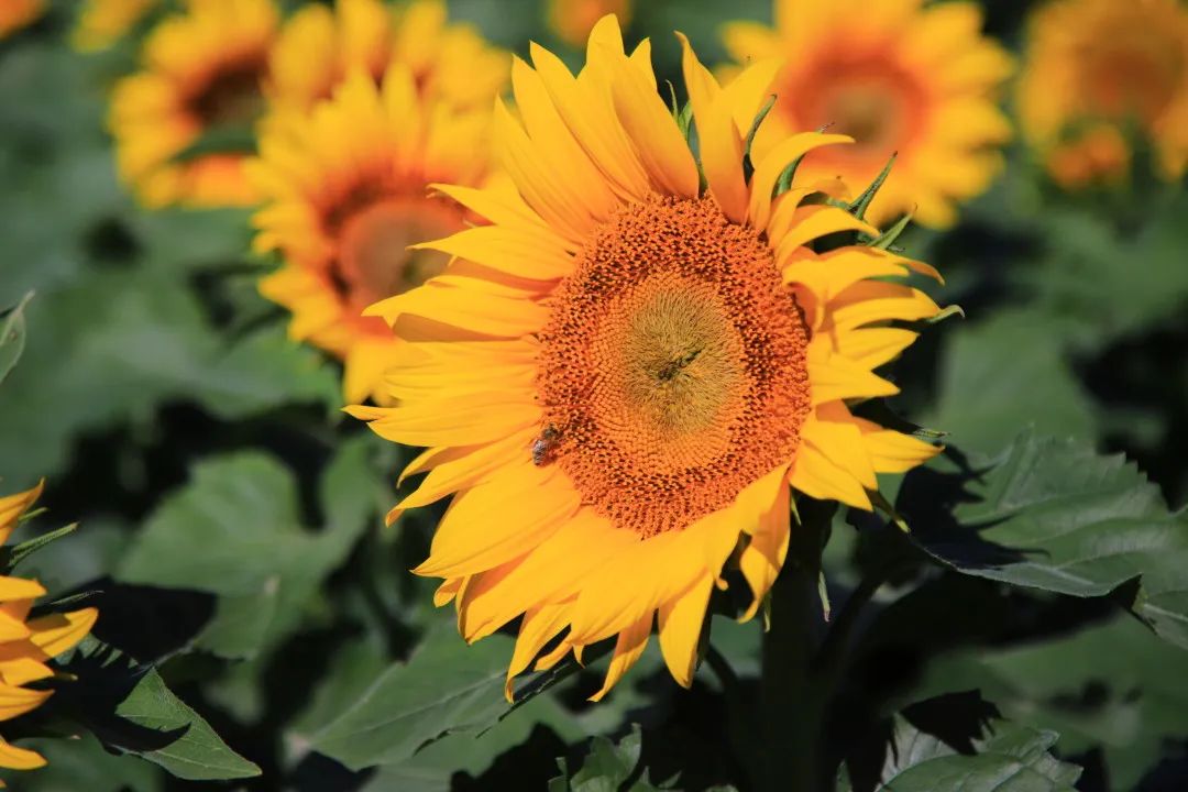 北京周边的向日葵花海,顺义向日葵花海