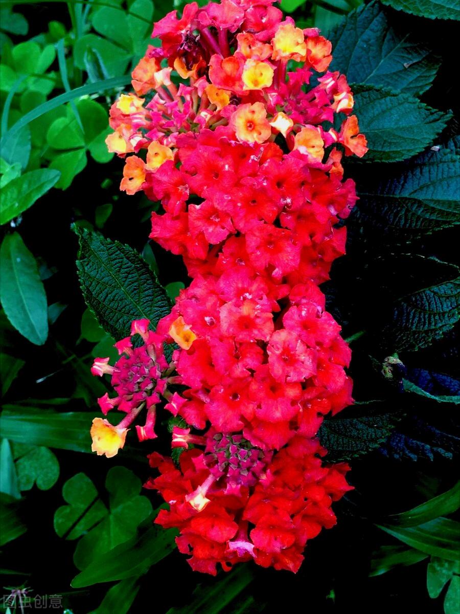 一花一世界一叶一花一菩提,春天来了一花一世界一叶一菩提