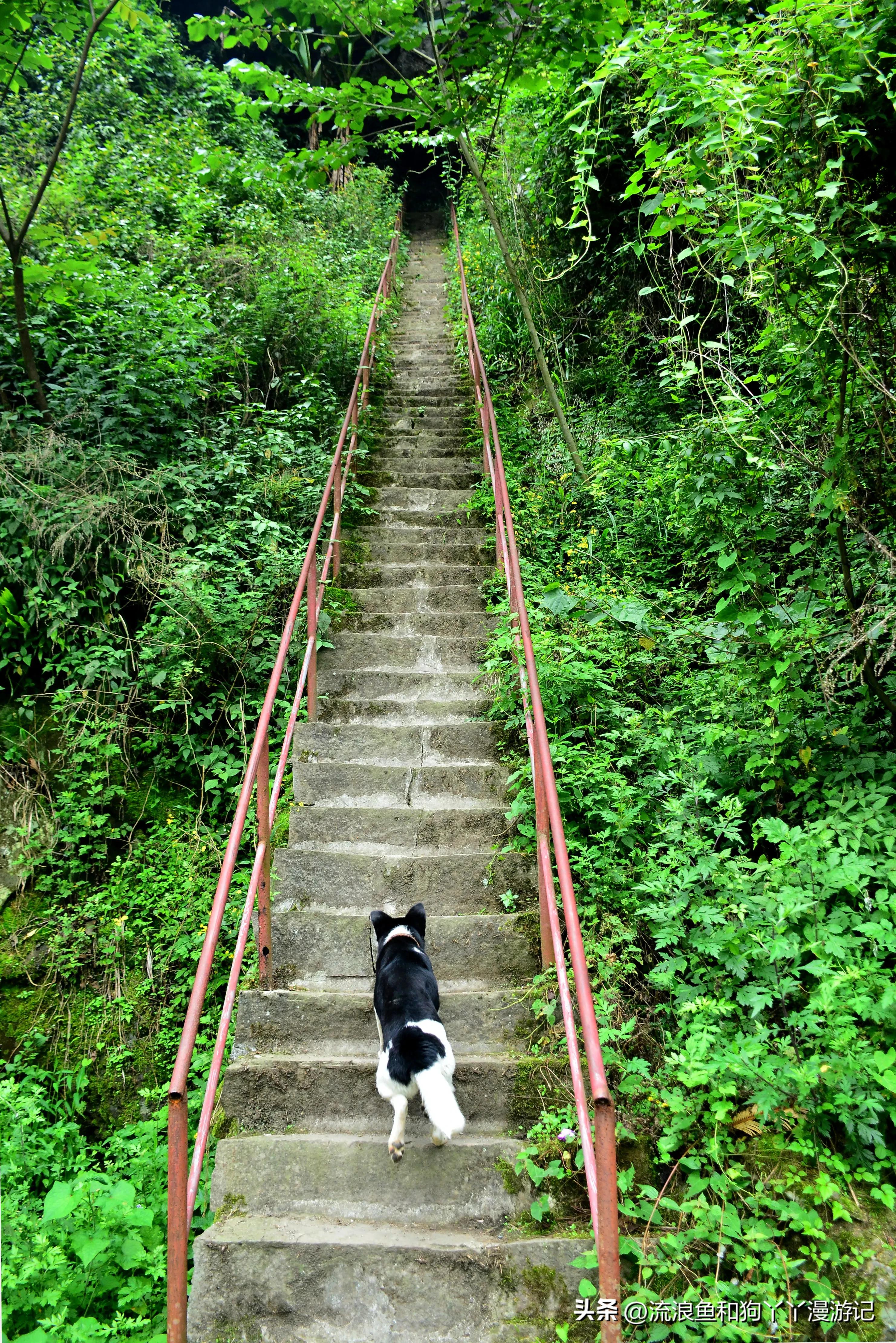 四月份成都近郊一日游好去处,2022成都近郊看雪一日游最佳去处
