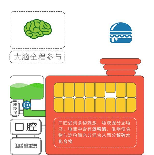 大便憋回去的危害,大便憋回去有危害吗