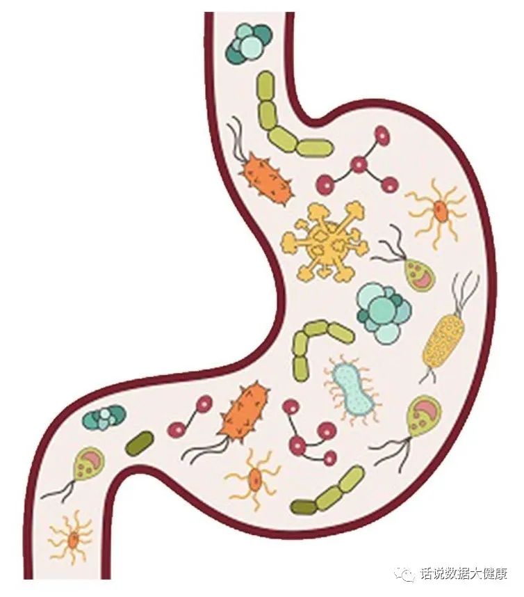 如何选择益生菌,如何选择益生菌变成易瘦体质