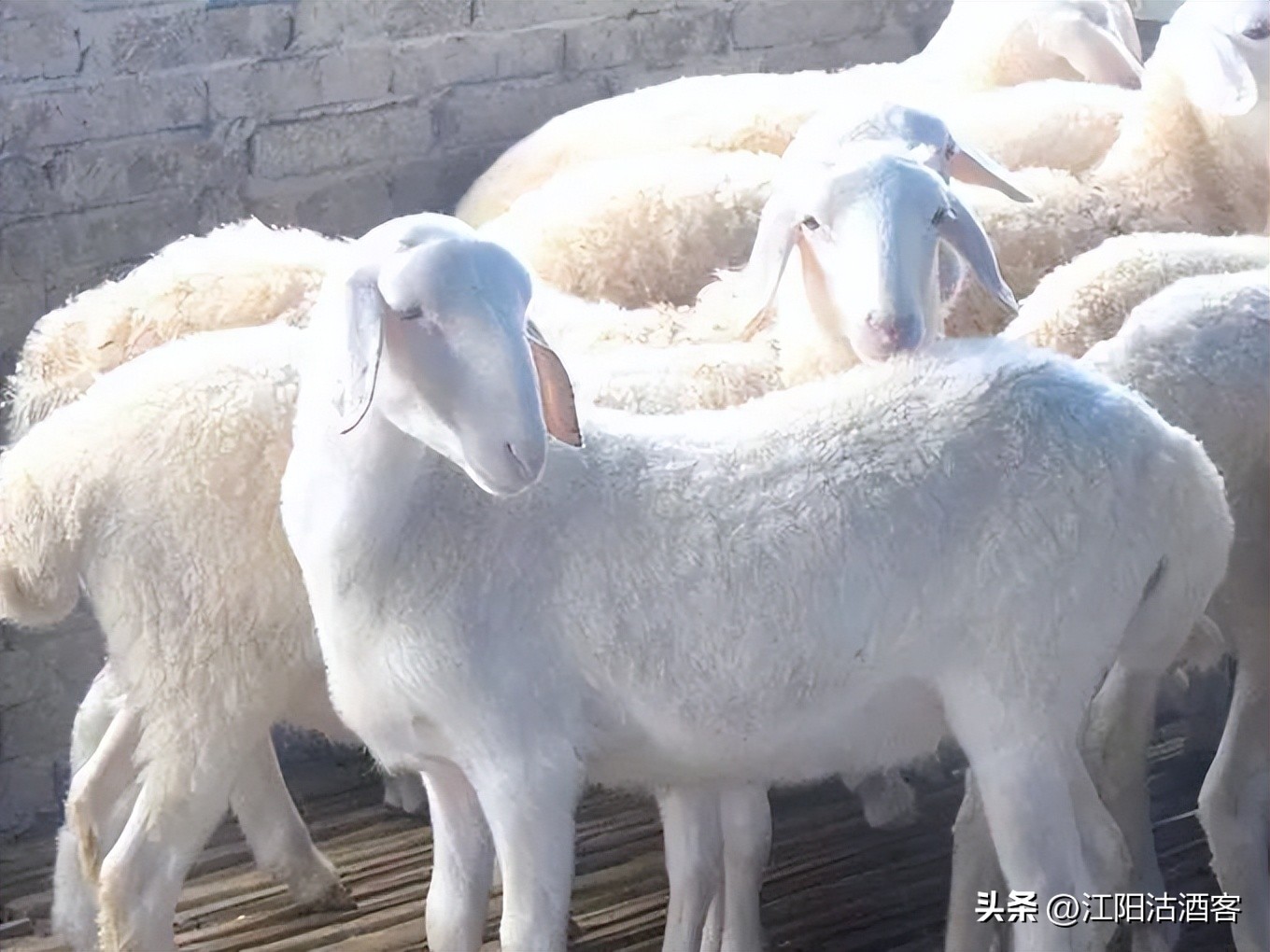 没打算干扰你的快乐，但是“羊了个羊”的虐心游戏，建议你拒绝