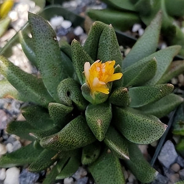 102个大类近500个多肉植物图片，都极其美丽，建议在家中也养一盆