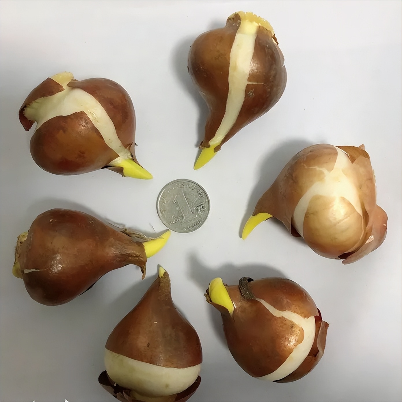 朱顶红是君子兰品种吗,朱顶红蜘蛛兰的区别