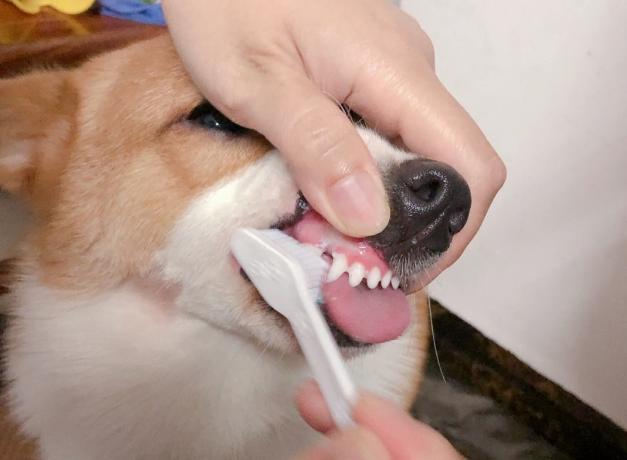 养柯基要注意些什么,养柯基需要注意点什么