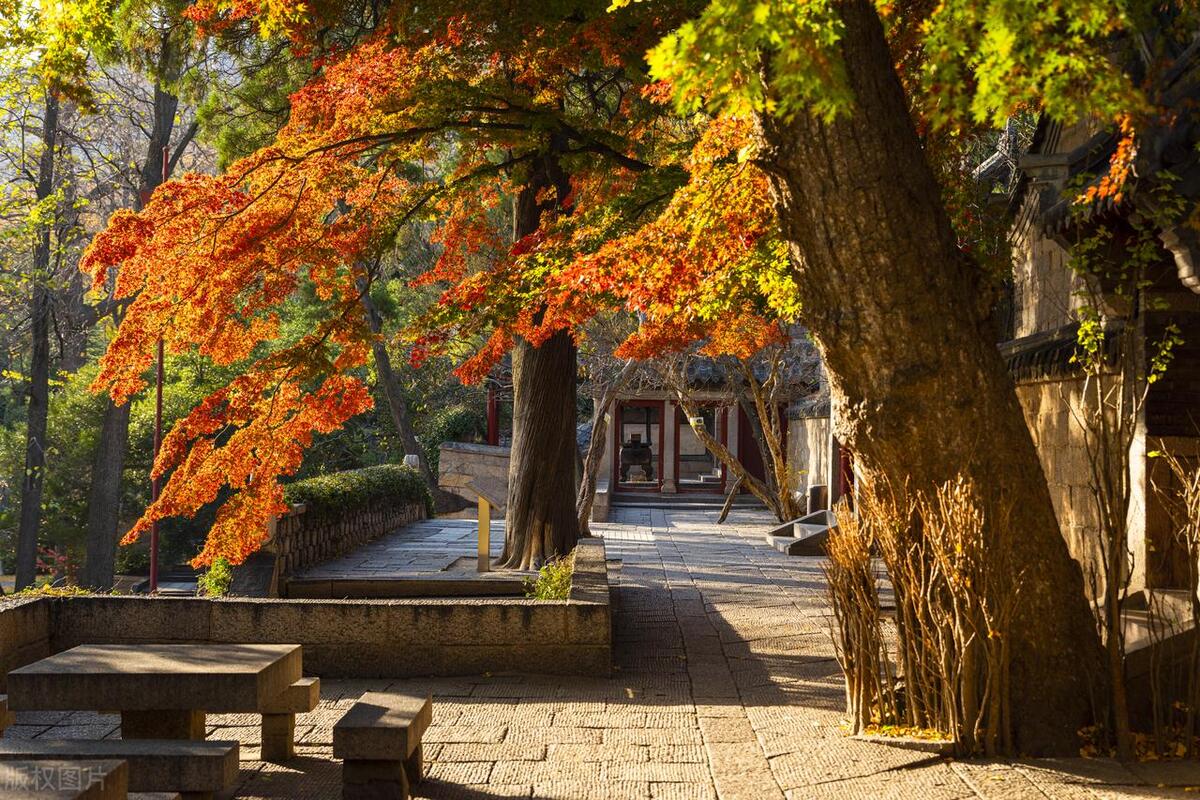 山东省AAAAA旅游景点,5a级景区排行榜山东附近