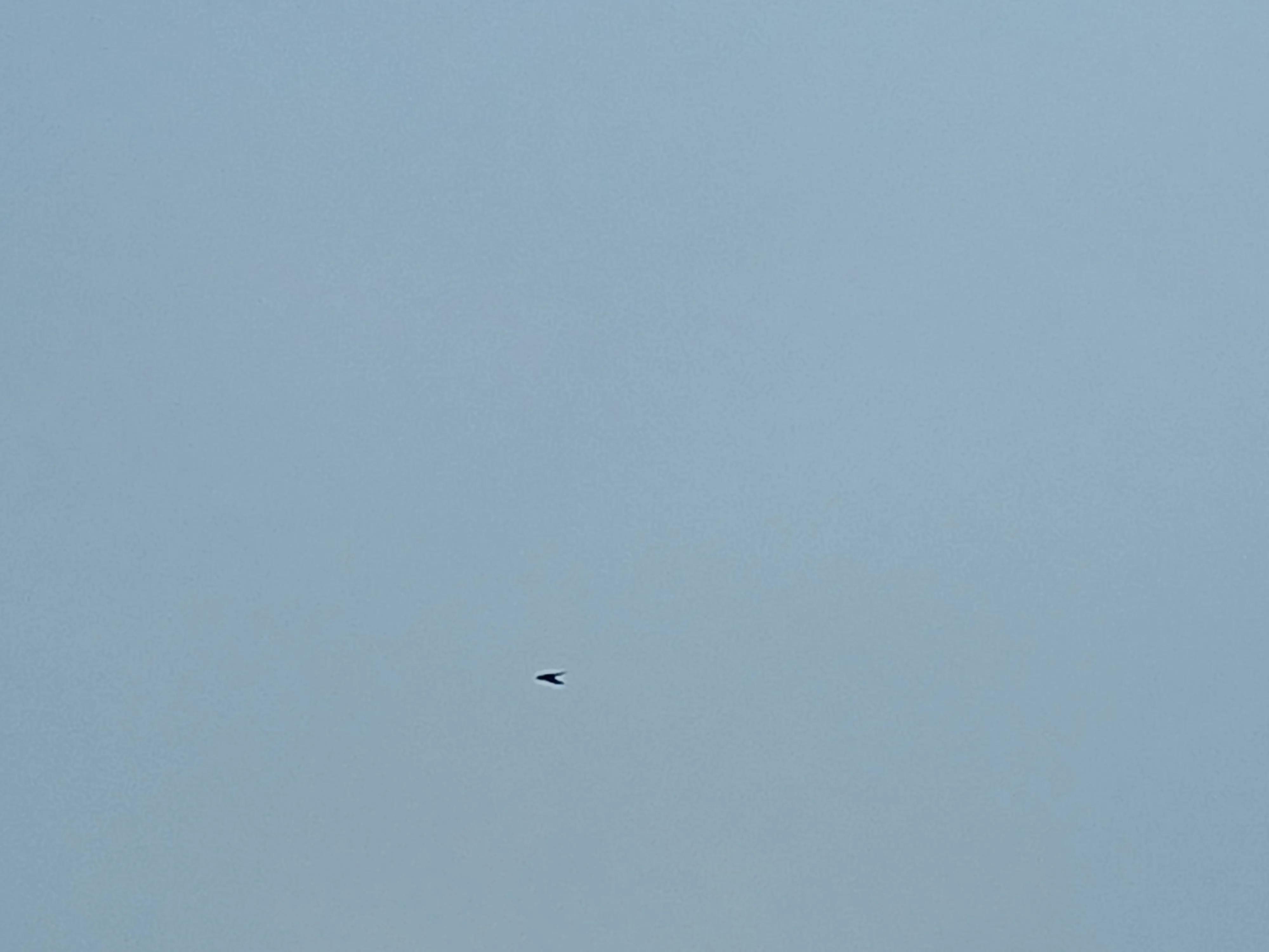 绱犻泤鐨勪竵棣欒姳,椋橀鐨勪竵棣欒姳