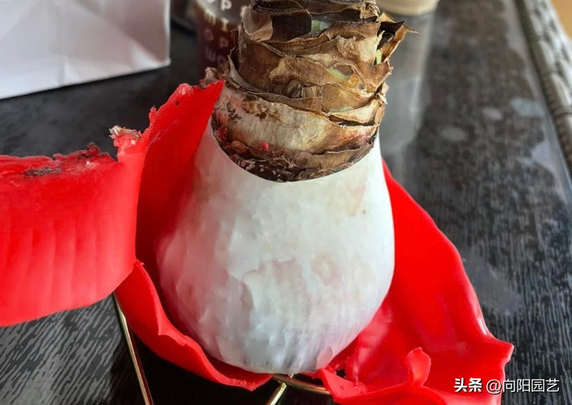 封蜡朱顶红没开花可以拨开吗,封蜡朱顶红把蜡取掉能栽吗