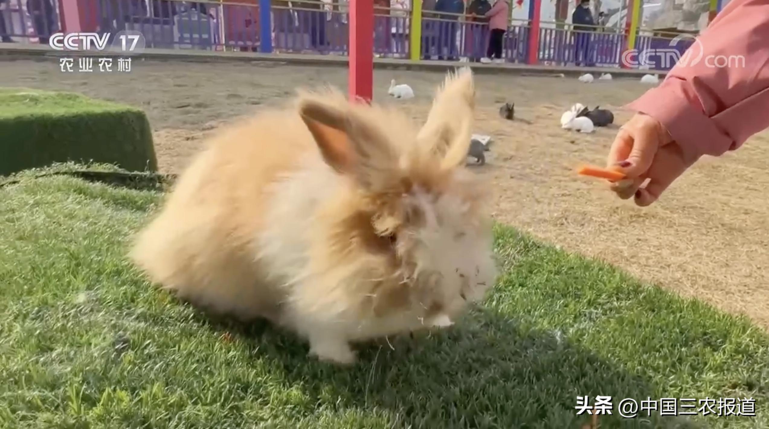 小白兔分别有哪13种生活习性,兔子有多少个种类家兔