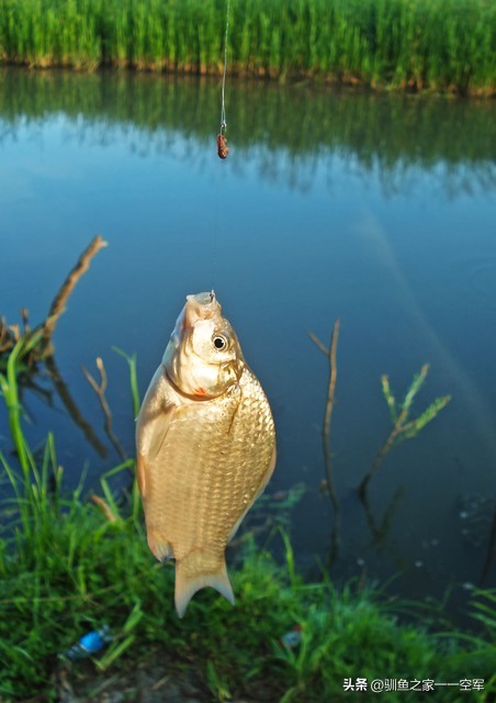 钓鱼调漂的正确方法是什么,钓鱼必备的四种调漂方法