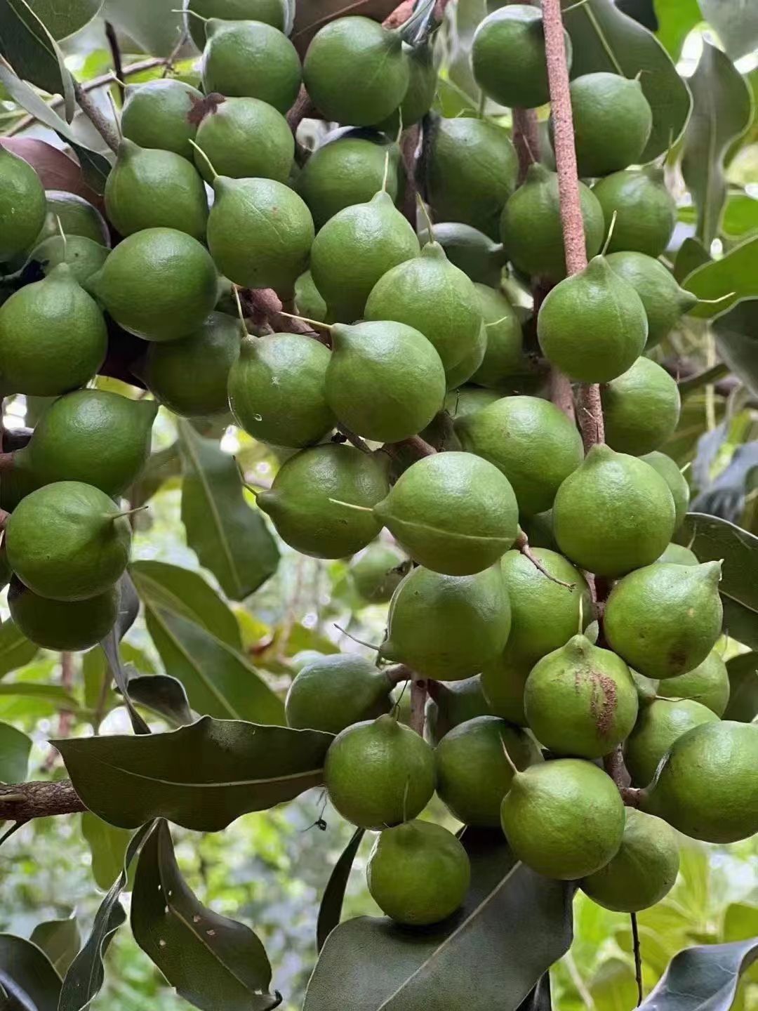 澳洲坚果采摘视频,澳洲坚果摘果