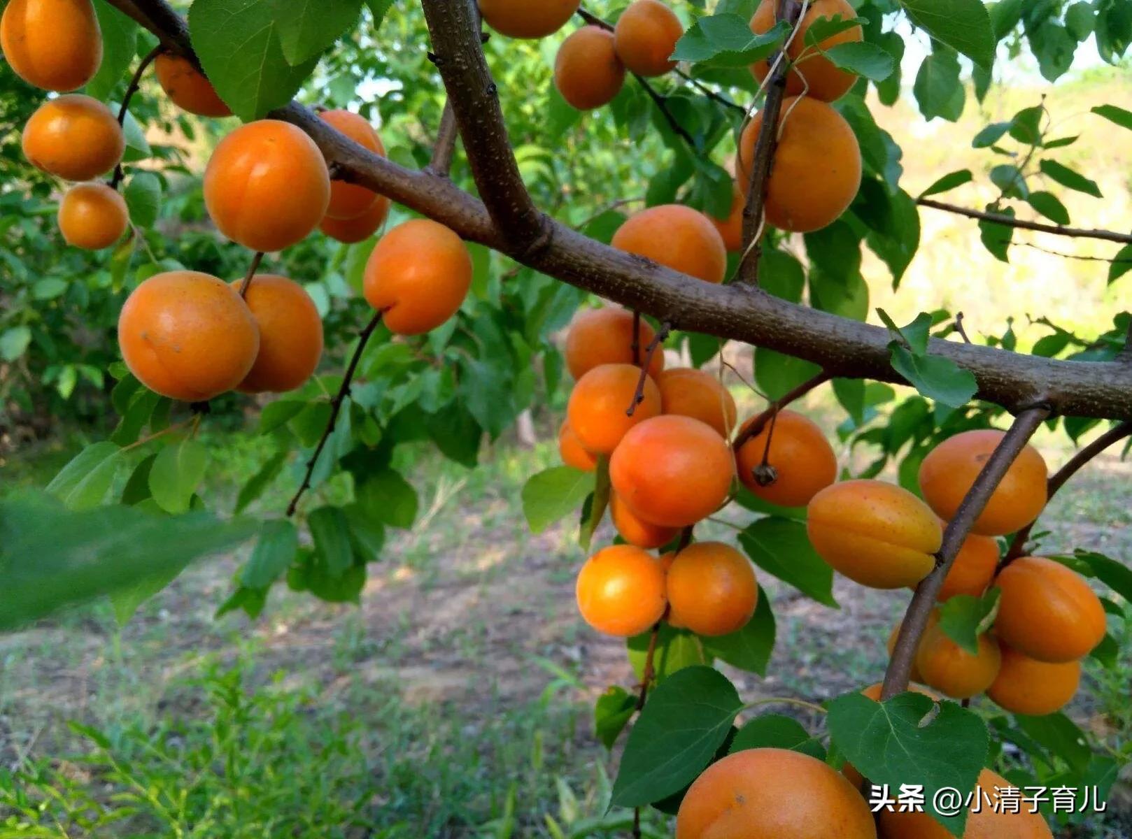 孕妇吃水果有哪些禁忌,怀孕期间孕妇吃水果有讲究