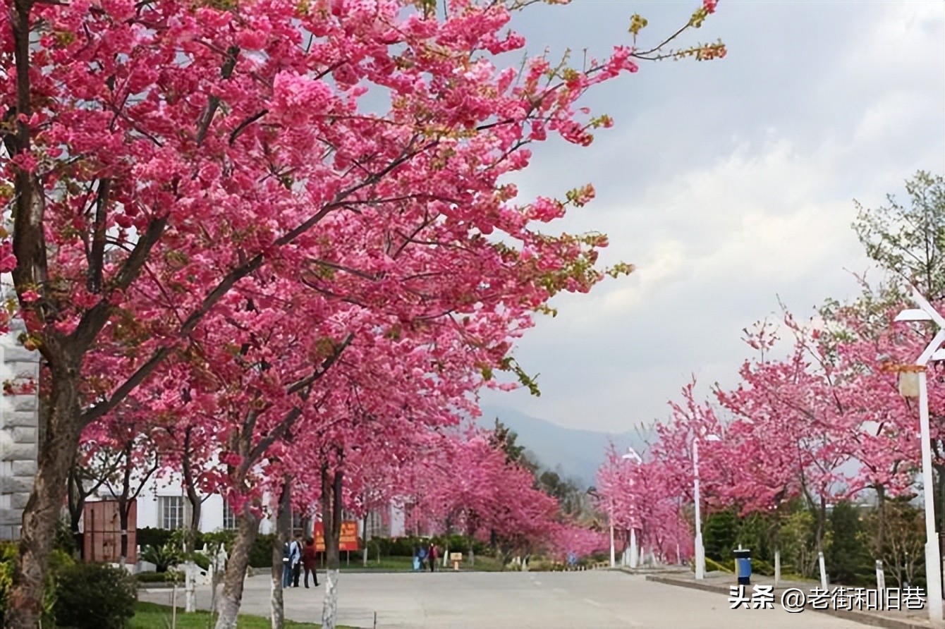 为什么说四季都适合去云南玩,去云南哪个季节去最好玩