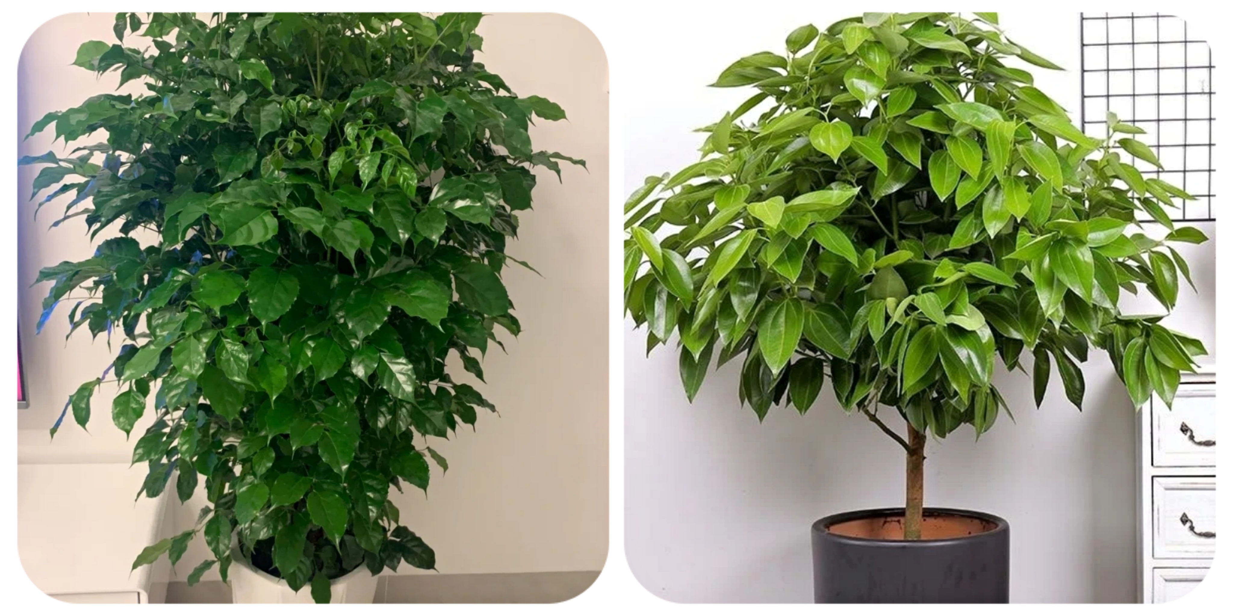 100个阳台养什么花好,100种阳台养的花草