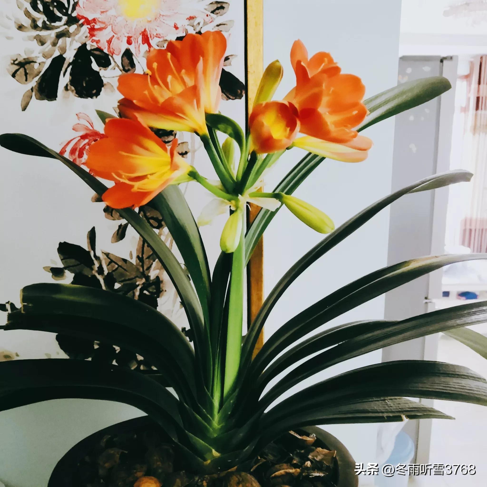 君子兰秋季换盆的最佳时间,现在是秋季君子兰换盆可以吗