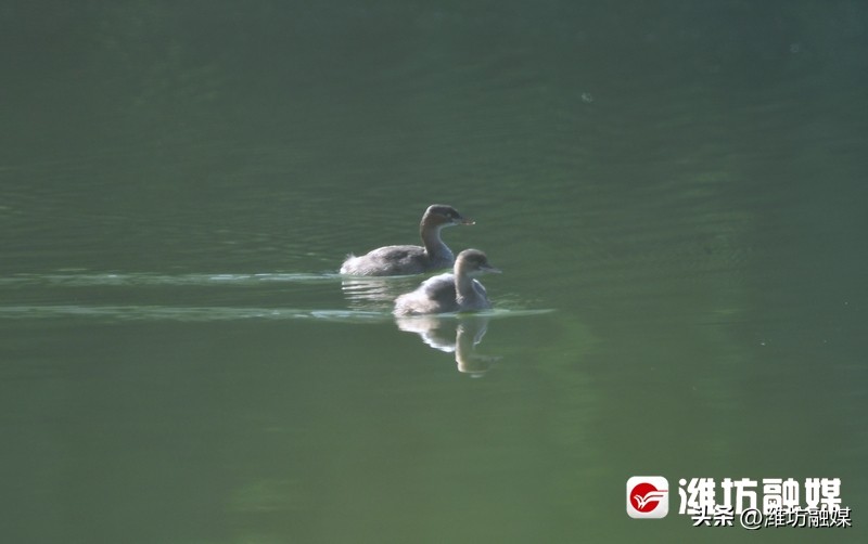 追鸟|隐藏在鸟中的“功夫高手”