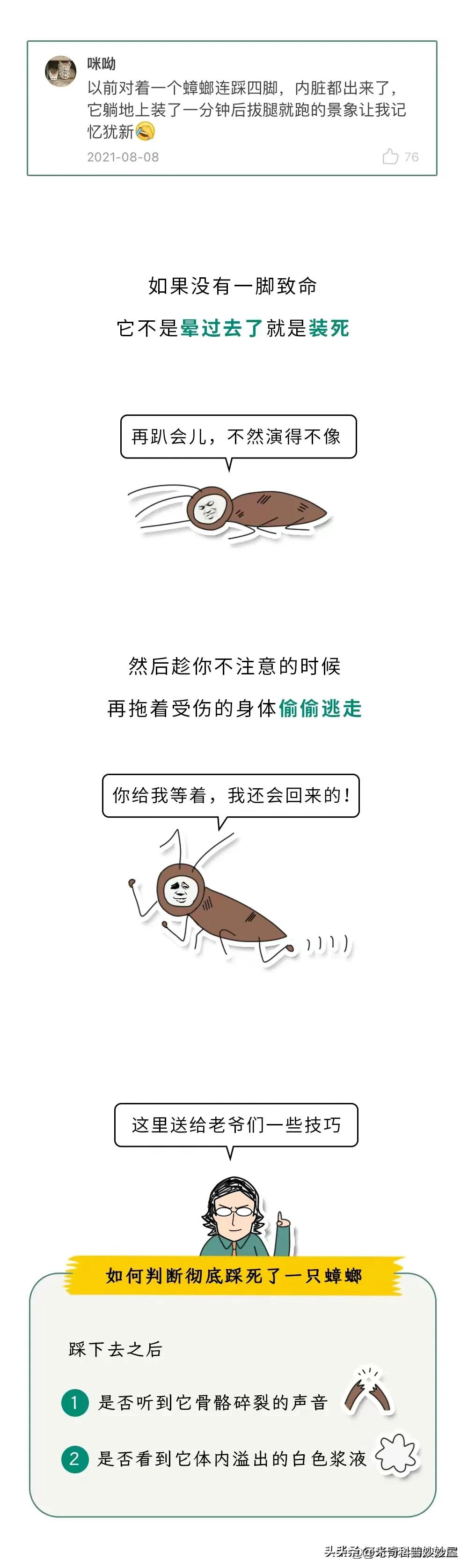 奇怪的冷知识甲虫,奇怪的冷知识火体虫