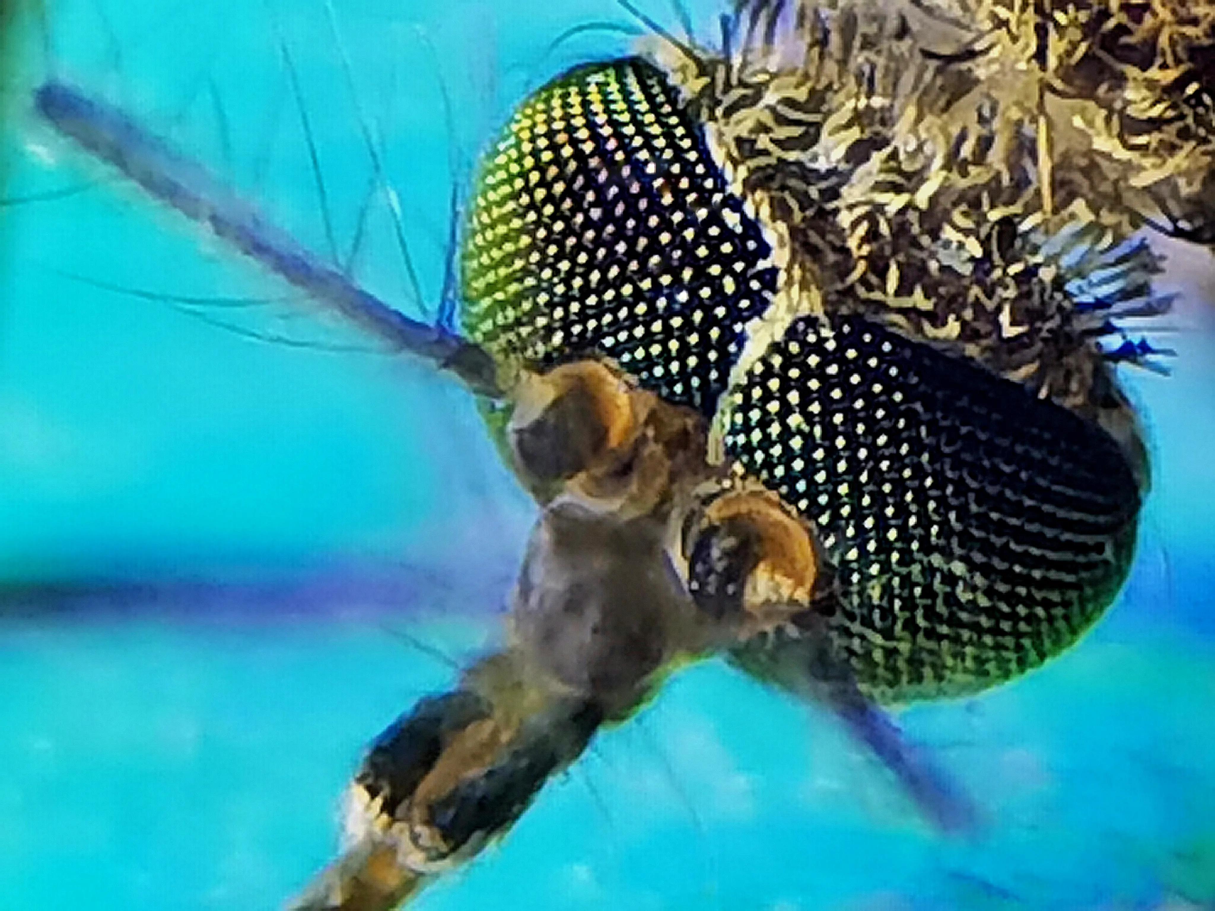 蚊子眼睛是什么样子的,科普蚊子眼睛