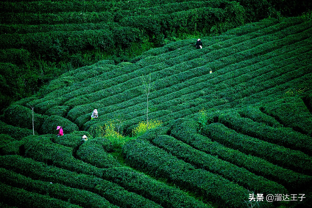 湖北省茶叶产业发展,湖北省茶叶年产量