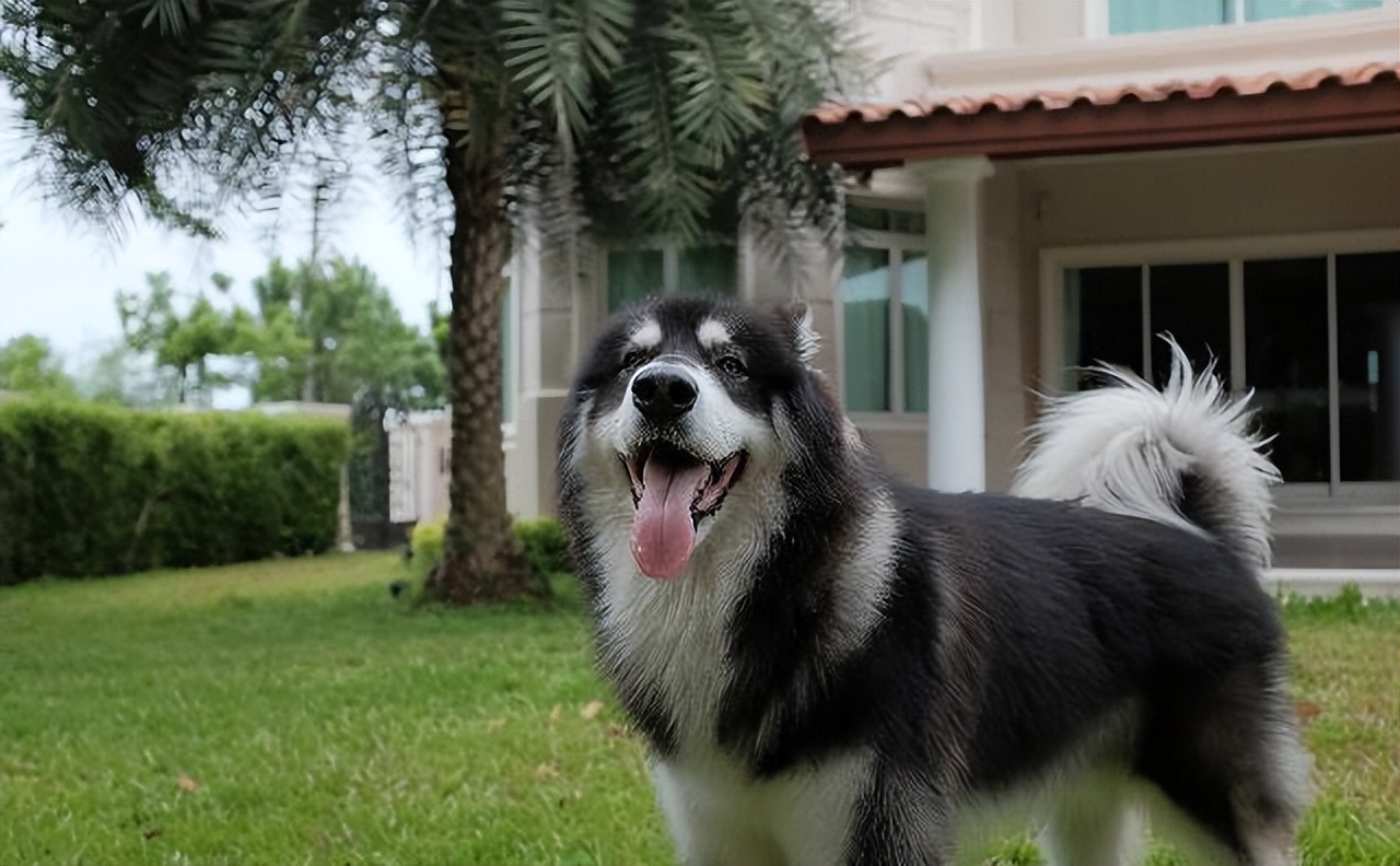 纯种阿拉斯加优缺点,阿拉斯加值不值得养