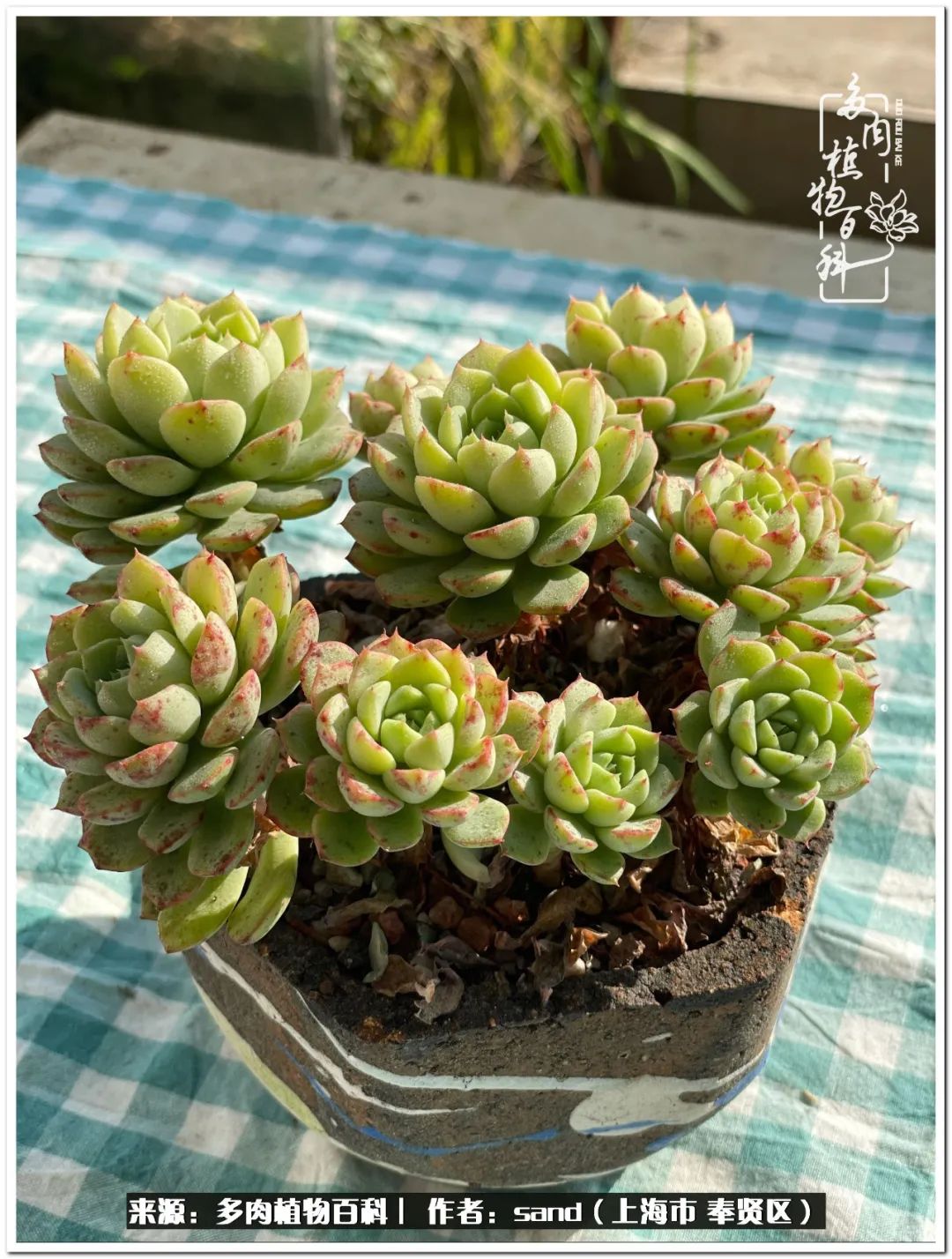 养点花草给生活添点乐趣,养点花花草草心情自然会好