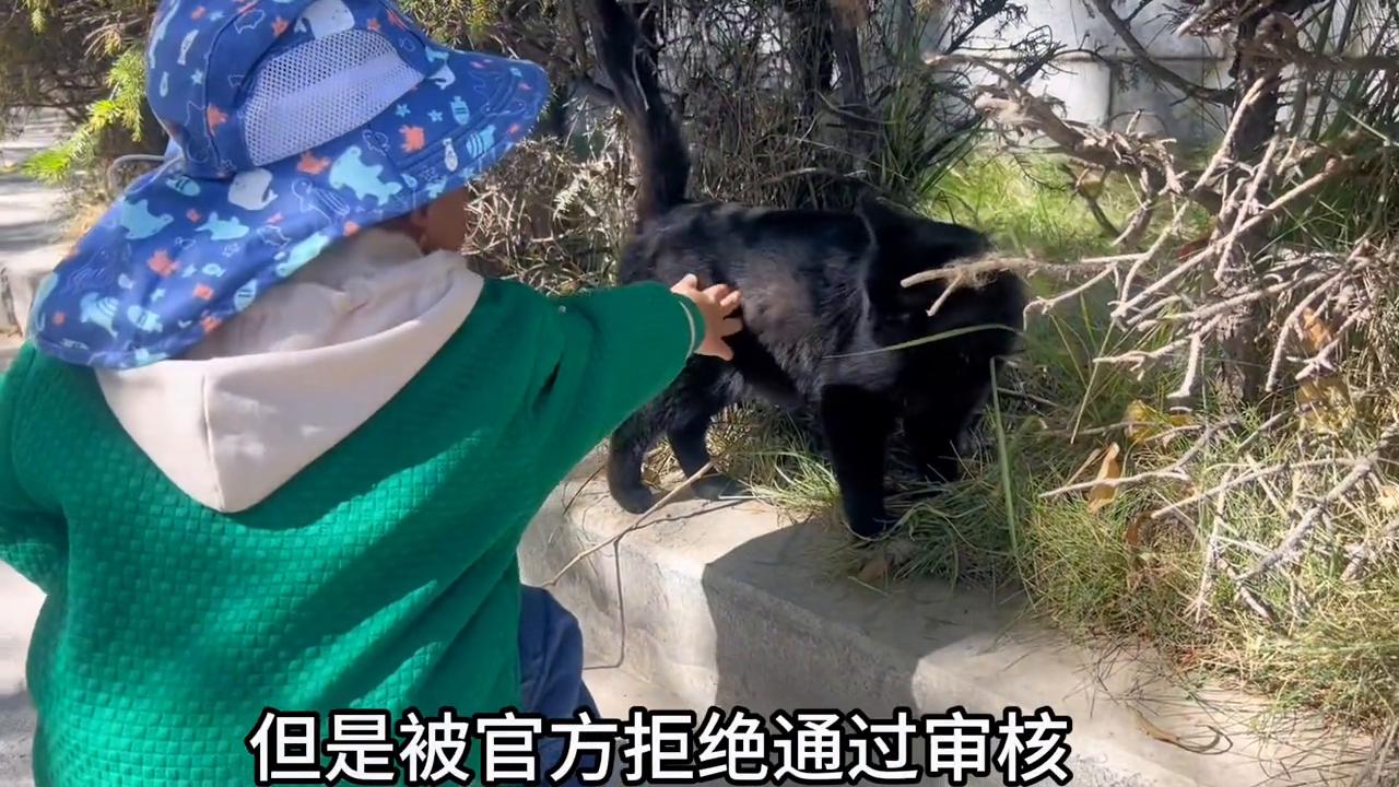 加入中视频的流程,短视频运营方法中视频伙伴计划