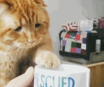 比较便宜好养的猫种,公认最好养的这几种猫值得入手