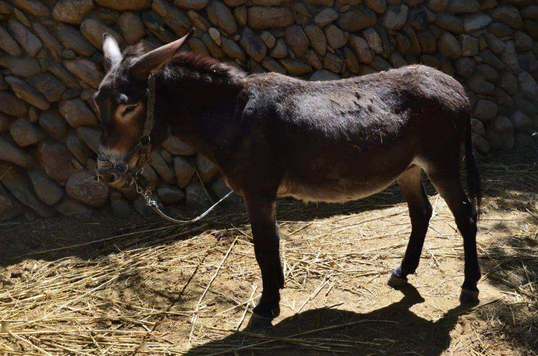 为什么马永远无法取代驴子的地位,马和驴各有什么特点