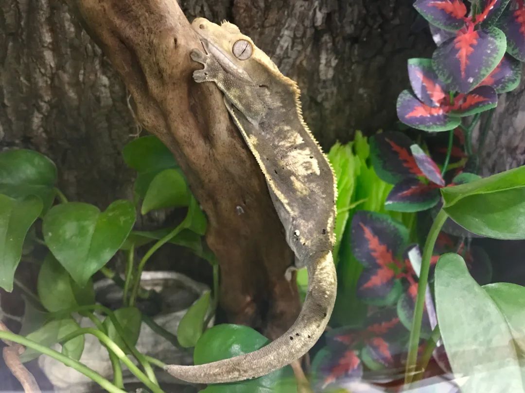 适合孩子室内养的小宠物,适合小空间养的小型宠物