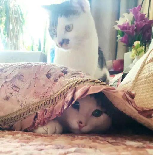 我家的老猫阅读答案,我家的猫咪成精了