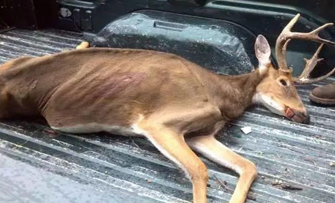 致死率100%！朊病毒烹煮杀不死，无药可救，感染后究竟有多恐怖？