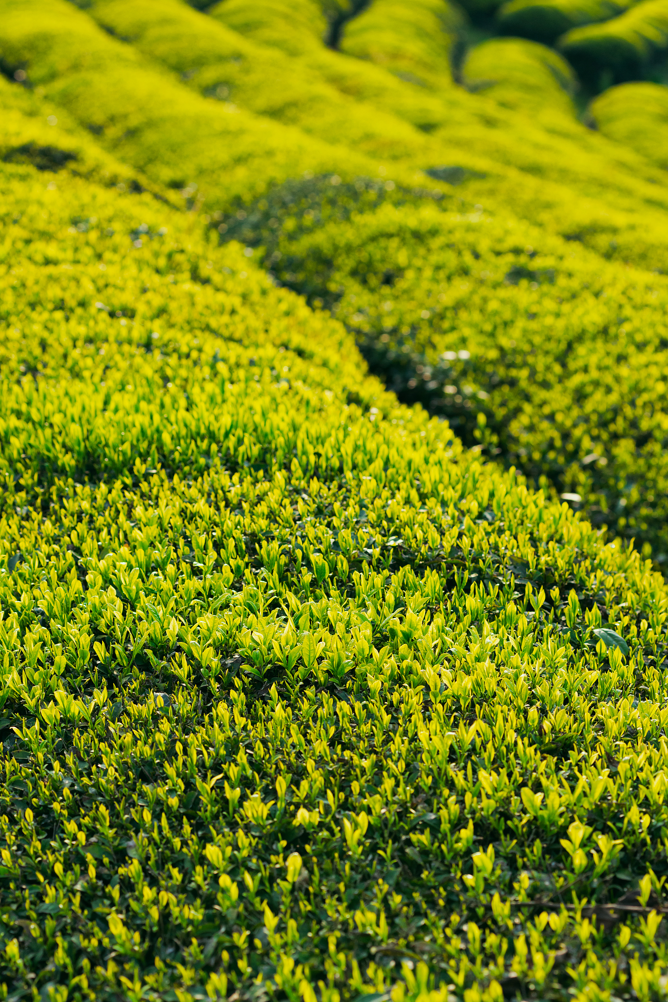 白茶白毫银针品茶,白茶品品香怎么冲泡