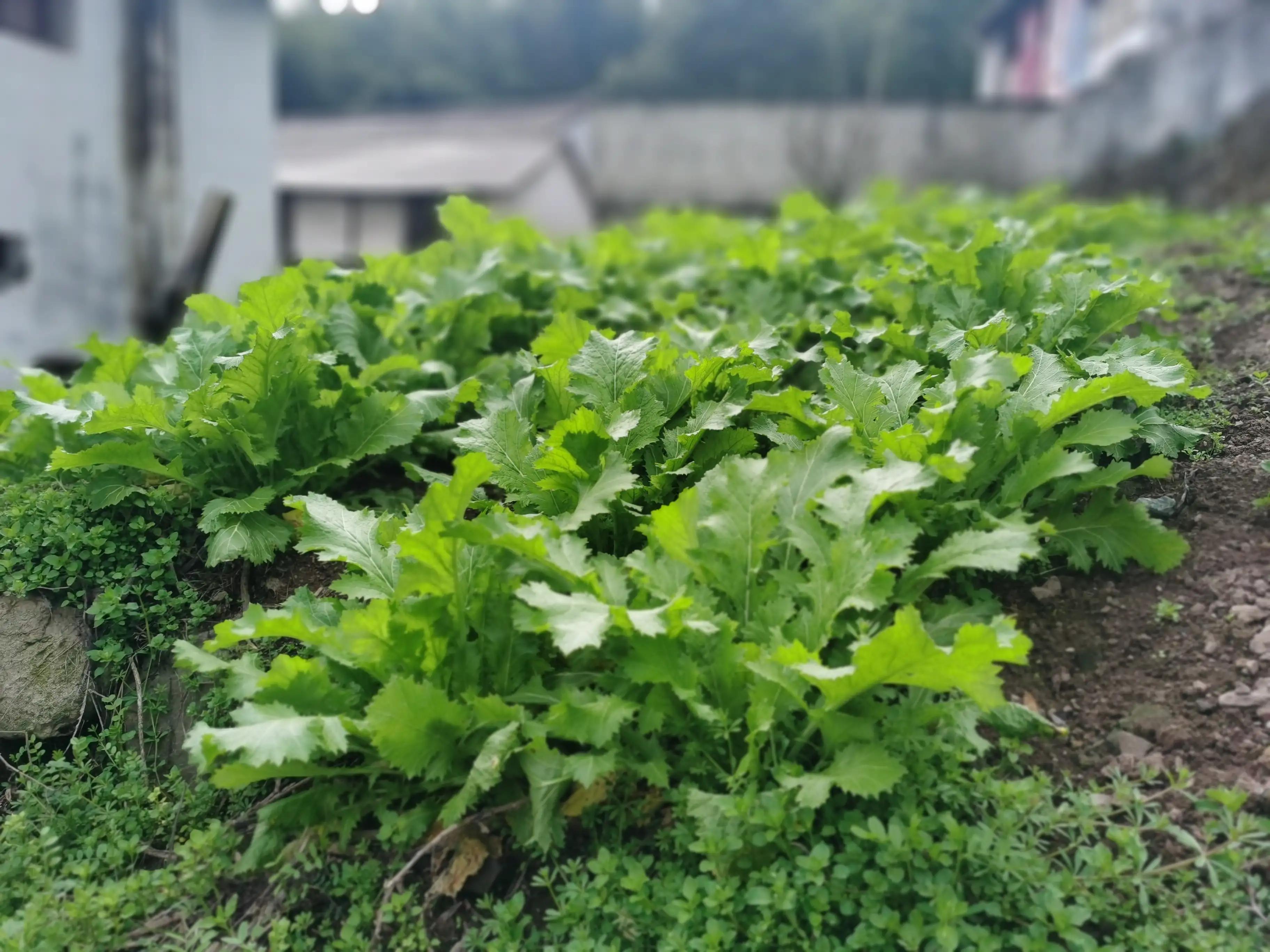 绍兴最好的笋丝梅干菜制作方法,浙江笋丝梅干菜的家常做法