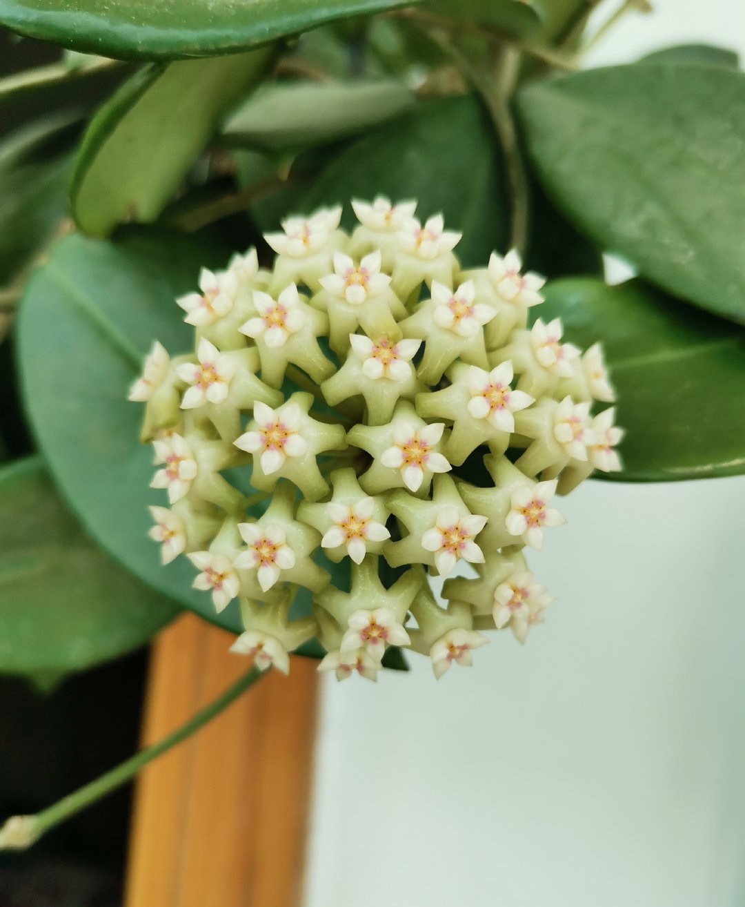 新手养球兰，就选“羊脂玉”，皮实好养，又美又香，而且开花勤奋