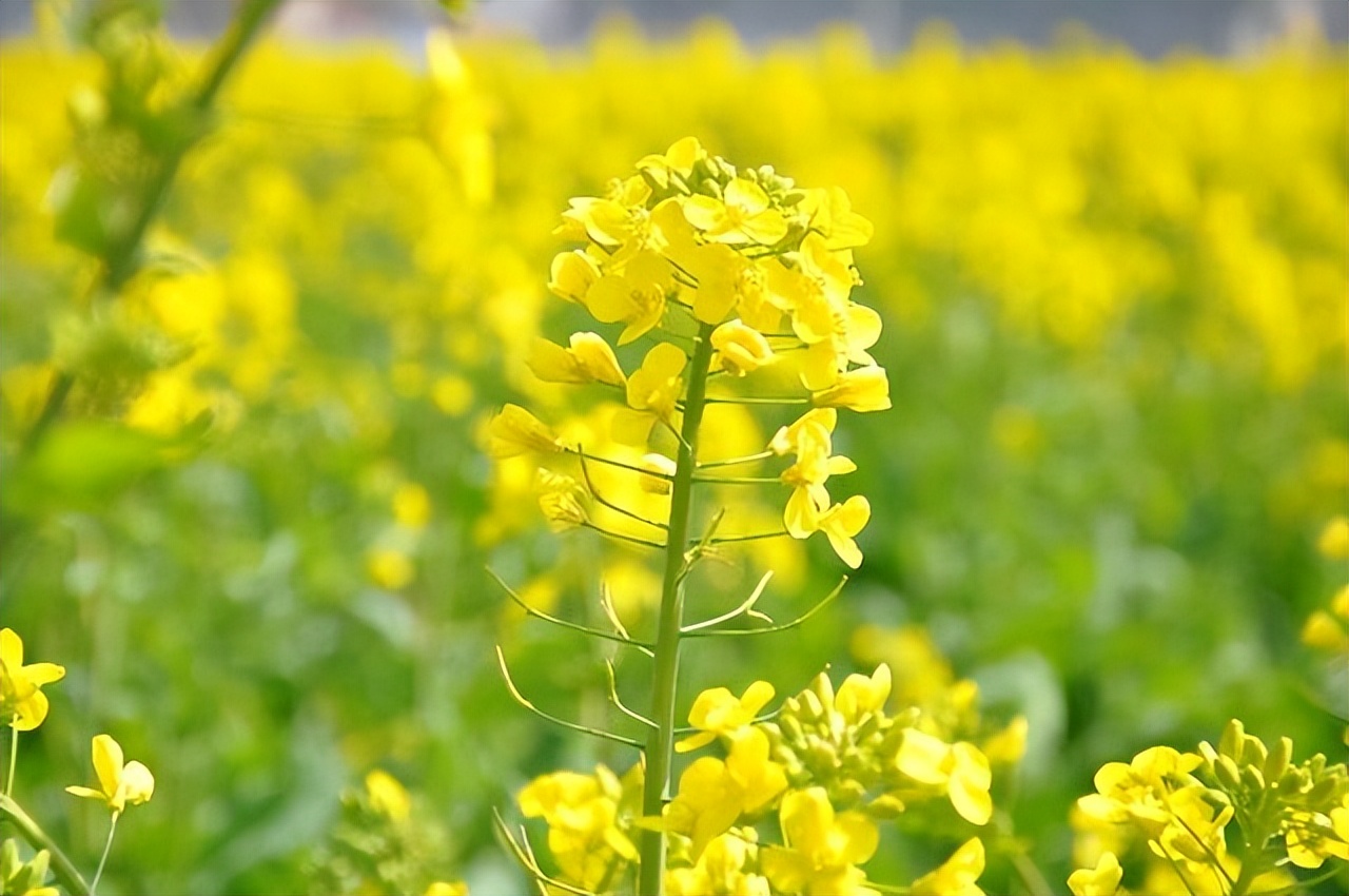 西安后花园是哪个地方,西安一个名副其实的旅游胜地