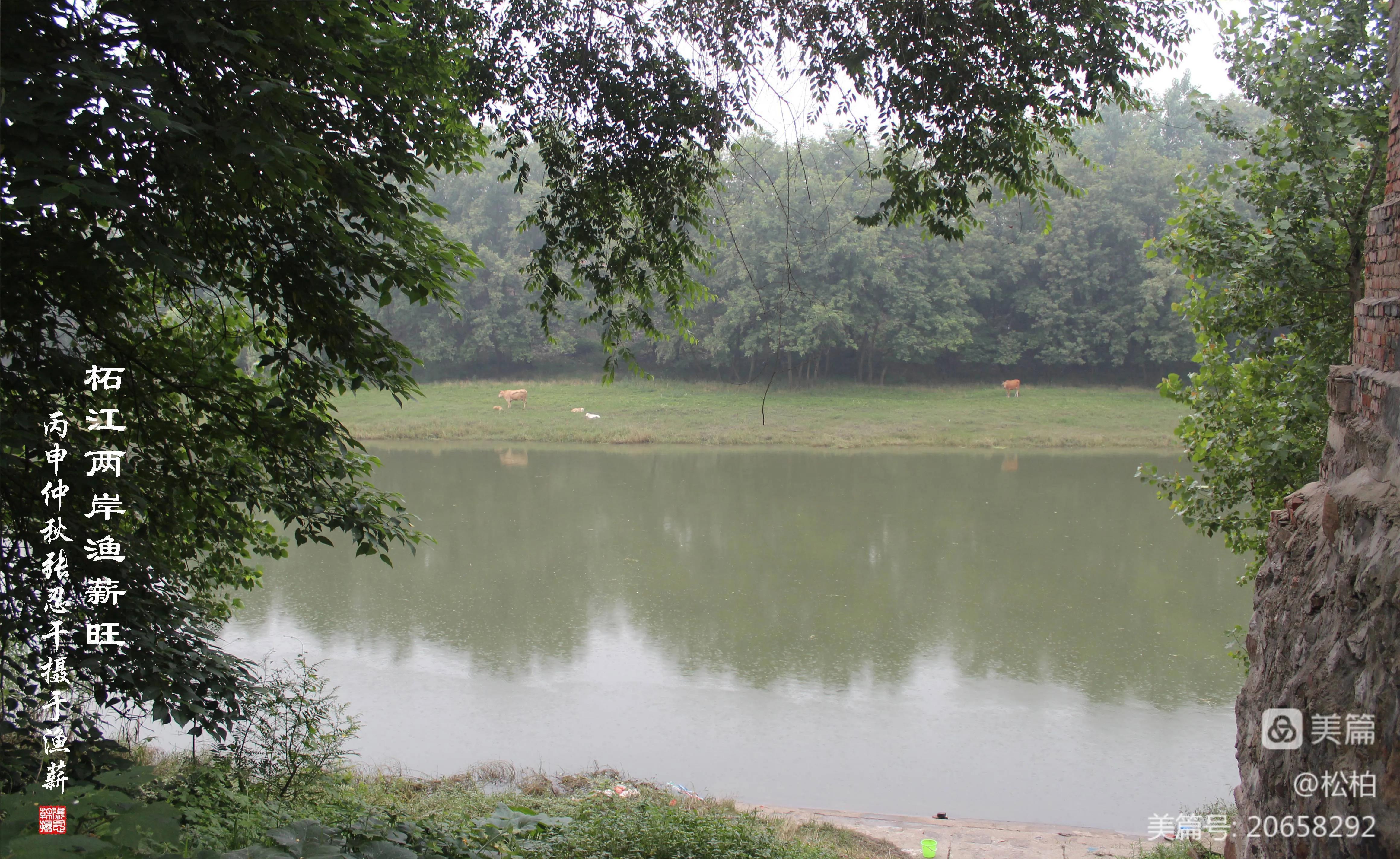 松柏古树图片,松柏古筝品牌