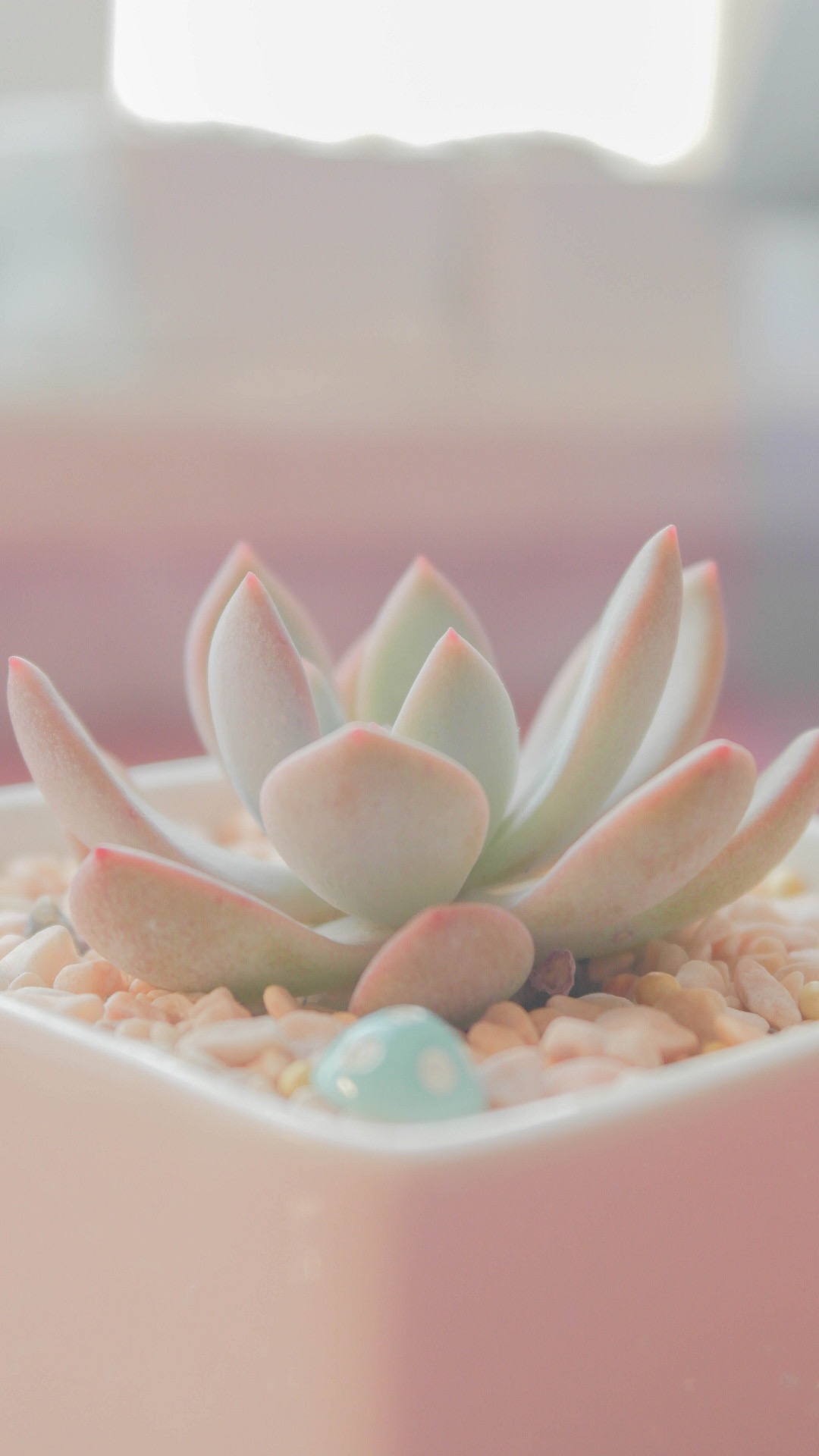 浅色壁纸高清图片花,超仙闺蜜壁纸动漫紫色和粉色