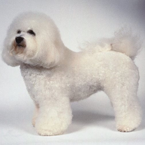 第一次养狗狗哪种狗狗适合新手养,几个月的狗狗适合新手养