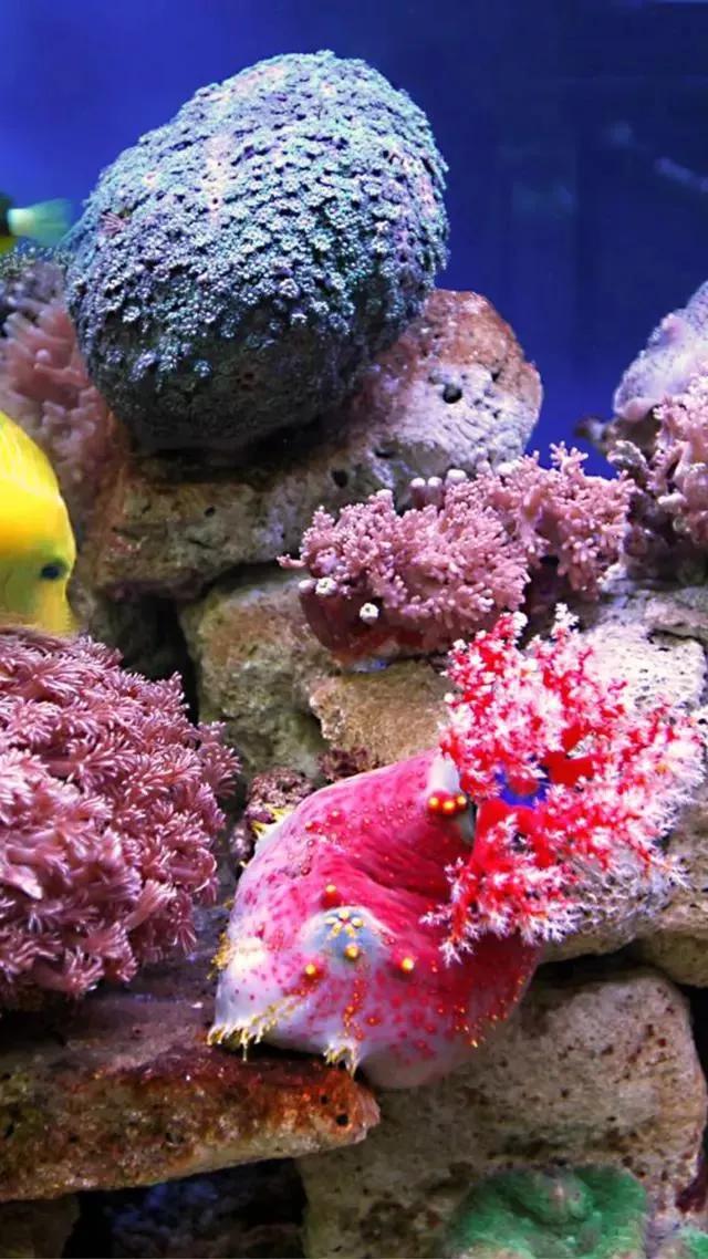 海底世界高清大图壁纸,手机动态海底世界鱼壁纸