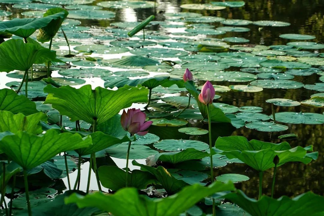 盛夏时节荷花盛开,盛夏去看荷花