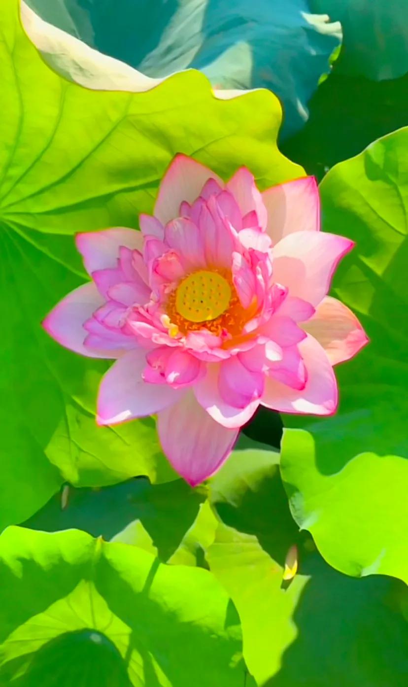 闺蜜聚会朋友圈文案短句干净治愈,适合闺蜜发朋友圈的文案最新