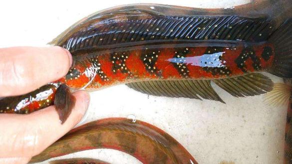 几种最常见的小杂鱼简介,常见的20种小杂鱼