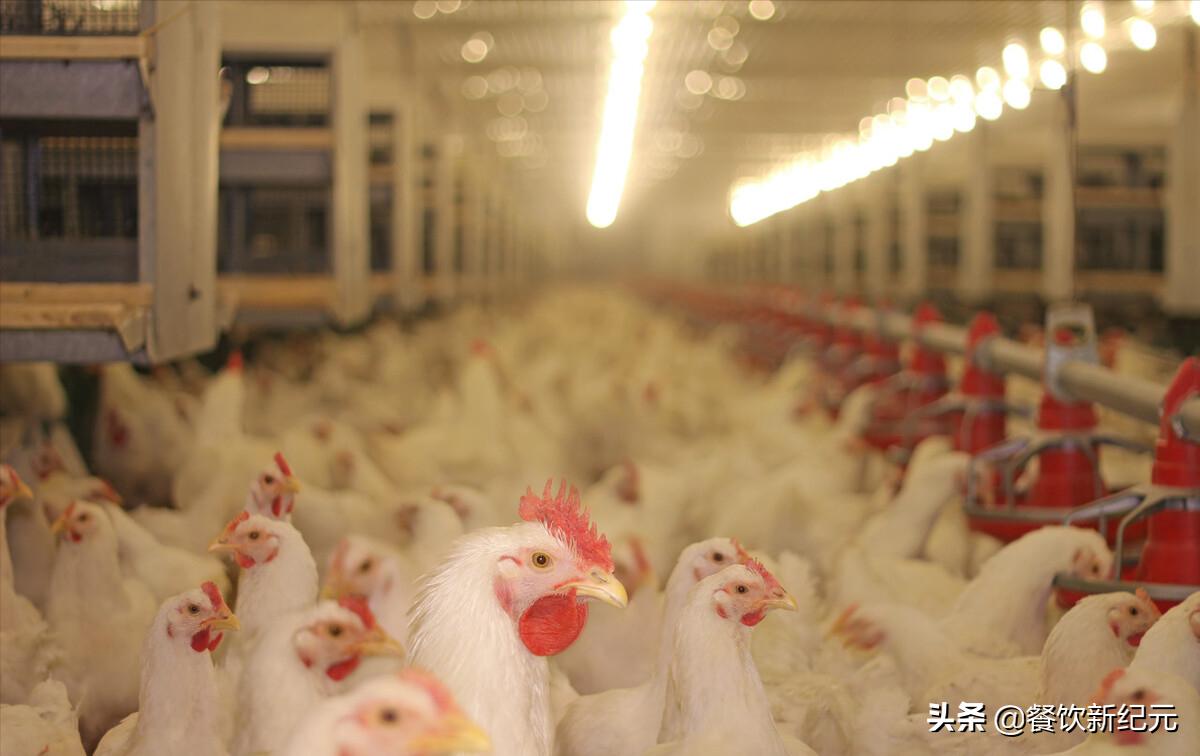 鸡锁骨肉,鸡锁骨是什么肉