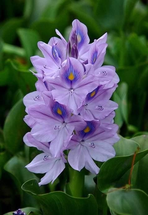 最好养的水里花,家养水生花