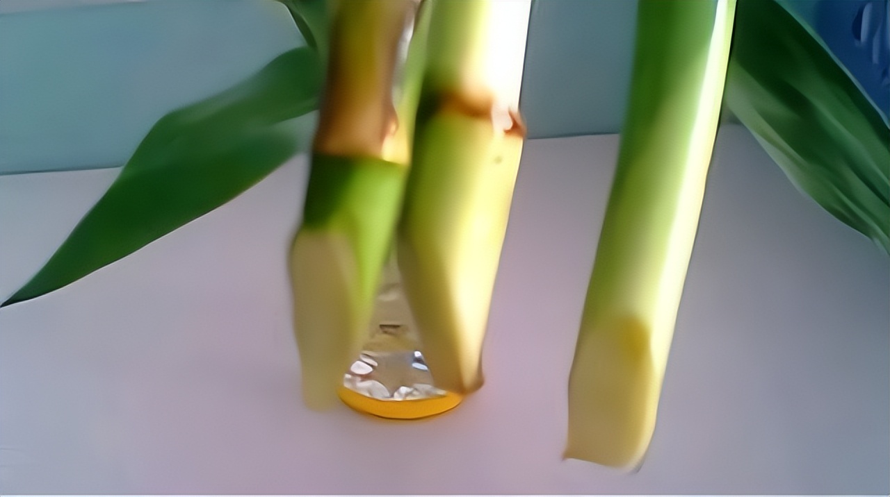 怎么样让水培富贵竹长得茂盛,短粗富贵竹水培方法