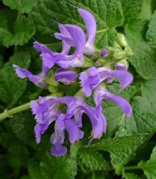 丹参的故事,丹参传奇故事