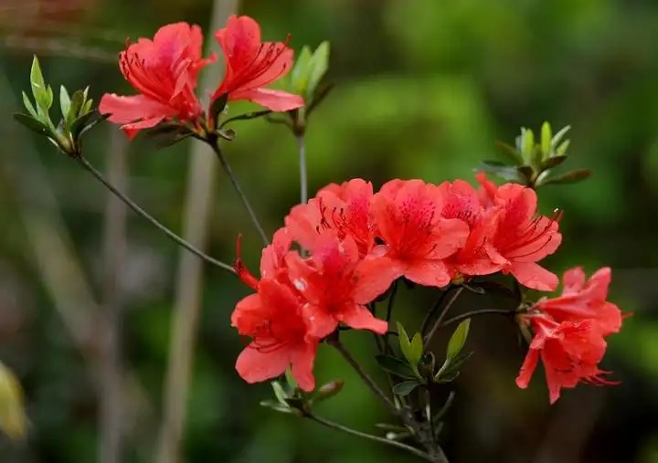 老人说“花草三不送，送了变仇人”，别不信，真的有道理