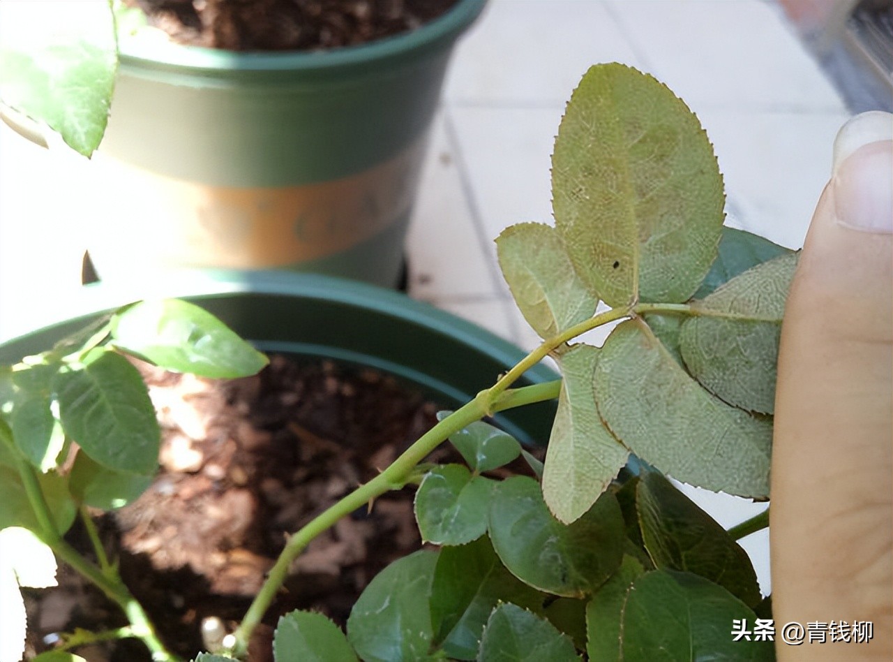 阳台月季病虫害防治对照表,室内花卉虫害怎么消灭