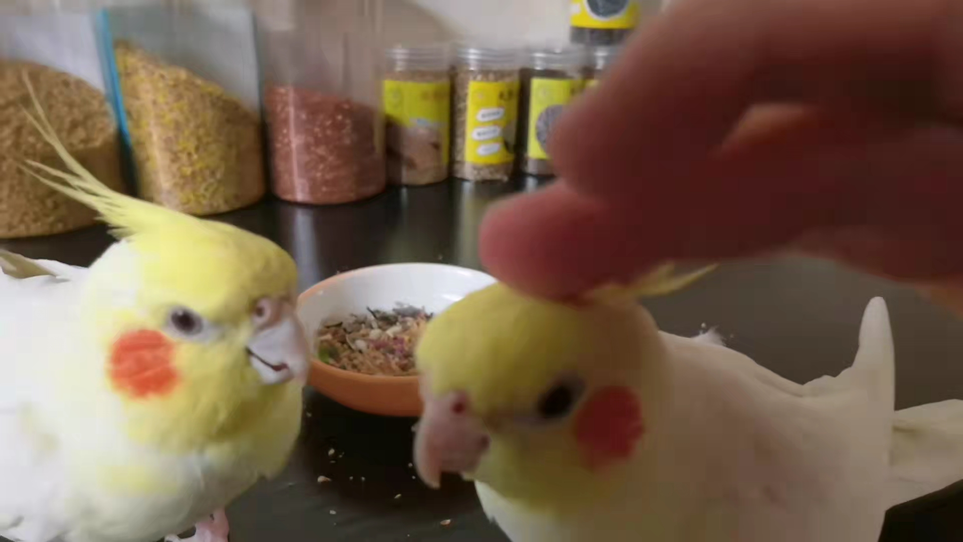 养两只玄凤鹦鹉多大的笼子合适,玄凤鹦鹉公的好养还是母的好养