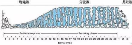 子宫内膜厚度是为多少是正常的,子宫内膜厚度怎么测量